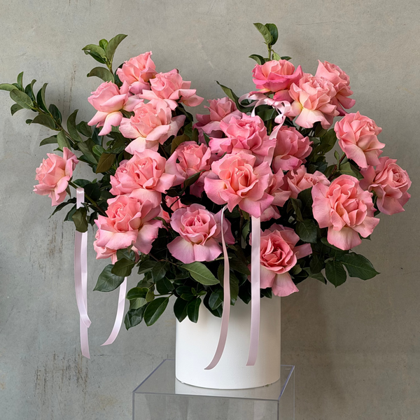 Luxury Roses in Pot