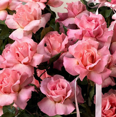 Peachy Pink