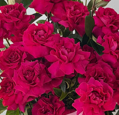 Hot Pink