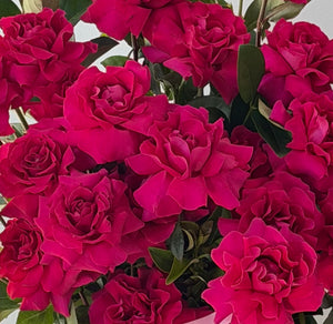 Hot Pink