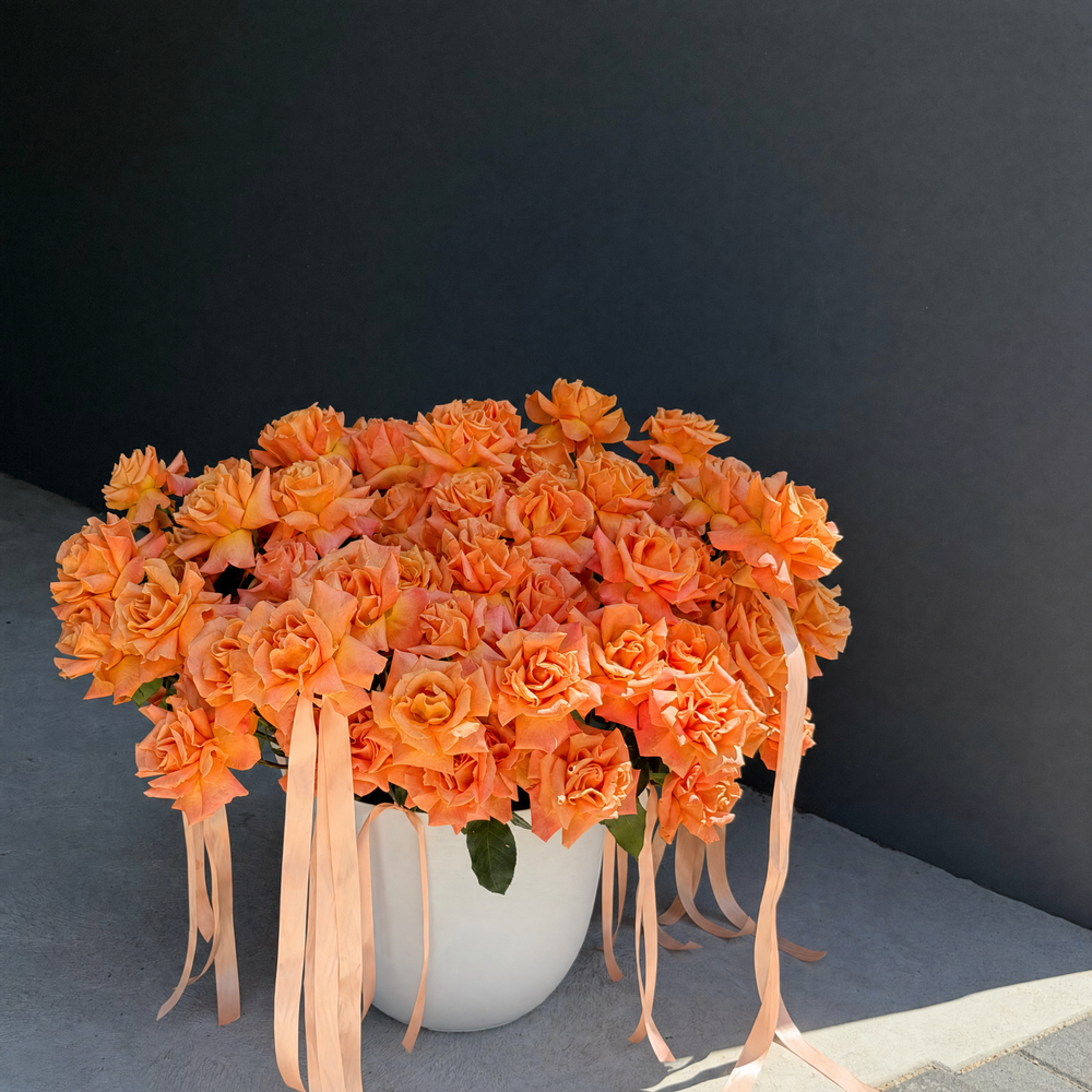 Luxury Roses in Pot